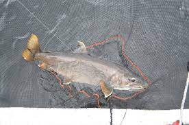 Storfiskregistret / maria johansson med nya rekordfisken som återutsattes och alltså simmar vidare i landösjön. Nytt Svenskt Rekord Prostaff Savage Gear Sweden Facebook