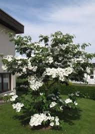Cornus Kousa Venus Blumehartriegel Baumschule Nielsen Straucher Garten Garten Landschaftsbau Gartenbaume