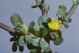 Image result for Portulaca oleracea