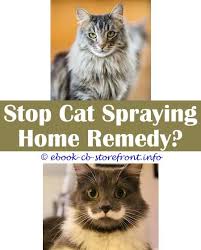 Cats also have an aversion to menthol and citrus. 16 Beautiful How To Stop Cat Spraying In Garden Admirable
