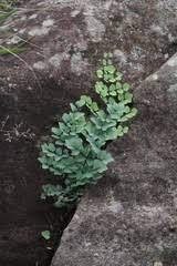Image result for Ancylobothrys robusta