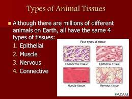 Check spelling or type a new query. 3 1 Animal Cells And Tissues Cardiac Cells Review Just A Little In Single Celled Organisms Like Bacteria The Cell Has To Be Able To Do Everything Ppt Download