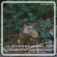 Let love live from people driven by veangance i am mostly right tsaatang (mongolia) aqua and i can run telling me bonjour mon 1477. 30 Kf Wildlife Ideas Wildlife Animals Cute Puppy Meme