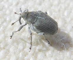 This is why they love i have been having these tiny little black bugs on the window sill. Small Bugs Bite Treatment Bed Bug Identifier Type Place Color Edited