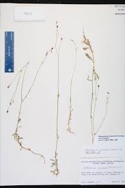 Image result for Wahlenbergia napiformis