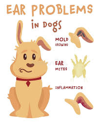 Image result for mold in the ear dog