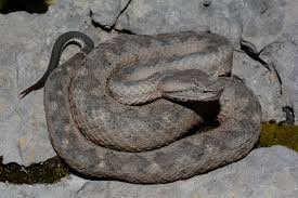 Image result for Pycreus melas