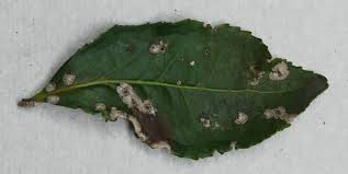 We did not find results for: Camellia Diseases And Insects