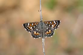 Image result for Tridactyle virgula