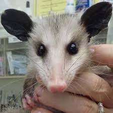 I Assisted Possum Surgery As A Wildlife Center Volunteer It Gave Me A Chance To Familiarize Myself With The Body Of A Baby Possum Baby Opossum Awesome Possum