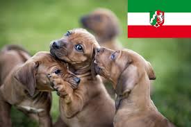 To keep your dog happy and healthy, schedule regular exercise for it, and include it in your own outdoor exercise. Rhodesian Ridgeback Zuchter In Nrw Nordrhein Westfalen Rhodesianridgeback De