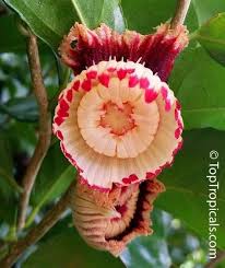 Image result for Napoleonaea gossweileri