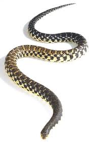 The fish and wildlife service (fws), in the department of the interior, and the national marine fisheries service, in the department of commerce, share responsibility for administration of the endangered species act. Malagasy Giant Hognose Snake Hognose Snake Snake Lovers Reptiles And Amphibians