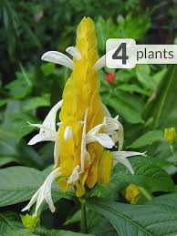 Image result for Pachystachys