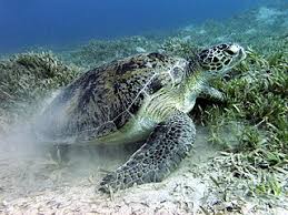 Green Sea Turtle Wikipedia