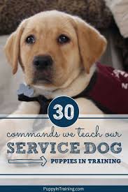 What Commands Do You Teach A Service Dog In 2020 Dog Clicker Training Psychiatric Service Dog Dog Training Obedience