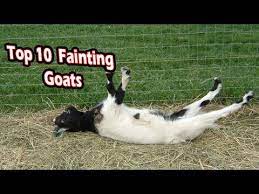Top 10 Fainting Goats Funny Fainting Goats Youtube