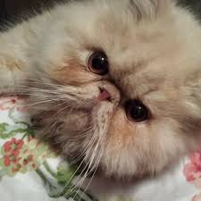 Click here to view persian cats in ohio for adoption. Persian Purebred Purrbaby Cat Rescue Home Facebook