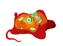 Check spelling or type a new query. File Animal Cell Structure No Text Svg Wikimedia Commons