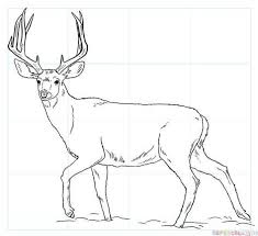 How To Draw A Mule Deer Step By Step Drawing Tutorials For Kids And Beginners Deer Coloring Pages Deer Drawing Animal Drawings