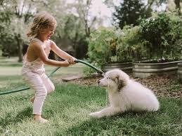 Find out how to get your pooch's picture shared in a patch story. Rc1luyqb5vskcm