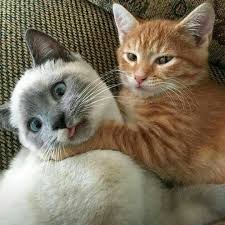 What A Nice Click Funny Animal Photos Cute Cats Funny Animals