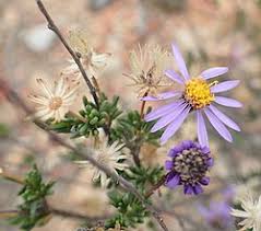 Image result for Tridactyle filifolia