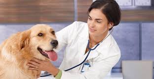 Here's a look at average veterinarian salaries by state. How Much Do Veterinarians Make