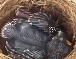 Download lagu suara burung emperit gantil mp3 dan mp4 video dengan kualitas terbaik. Emprit Ganthil Yang Unik Dan Mitosnya