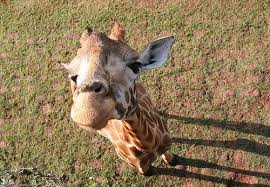 Birds Eye View Photography Easy Birds Eye View Of A Giraffe Birds Eye View Photography Birds Eye View Giraffe