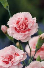Flowers Carnations Mother S Day Mother S Day Gifts Potted Plants Meaningful Flower Carnation Growing Carnation Carnation Flower Beautiful Flowers Flowers