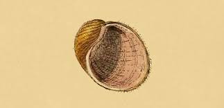 Image result for Premna velutina