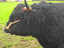 Big Black Curly Hair Dog Img 3245 Jpg 1600 1200 Highland Cattle Breeds Cow
