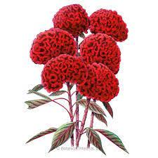 Pin On Advanced Floral Id
