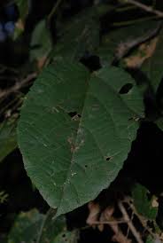 Image result for Alchornea laxiflora