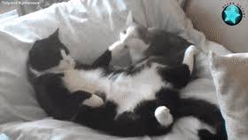 Weitere ideen zu lustige tiere, tiere, gif lustig tiere. Best Lustige Katzen Gifs Gfycat