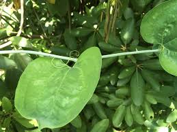 Check spelling or type a new query. Plant Id Forum Climbing Thorny Vine Garden Org