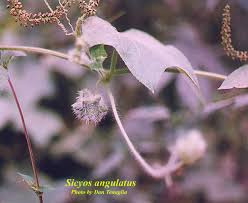 Image result for Sicyos