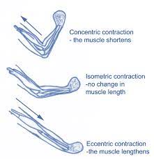 Level 3 55 Exercise And Fitness Knowledge Personal Trainer The Different Types Of Muscular Contraction Amac Training