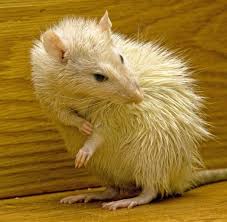 Charles, and nearby with over 50 years of service, our knowledge and expertise allow us to handle complex commercial pest issues quickly and effectively. One Hour Pest Control In Nj Pest Control Exterminators In New Jersey Bloomfield Nutley Belleville West Orange East Orange Newark Montclair Cedar Grove Freehold Nj 24 Hour Pest Control In