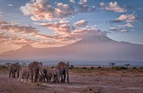 The most complete and accurate information for anyone interested in climbing kilimanjaro. The Kilimanjaro Climb What You Need To Know