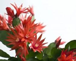 This large cultivar, which can grow up to two feet, causes irritation around the contacted area and will induce vomiting in animals if ingested. Growing Easter Cactus Hatiora Gaertneri
