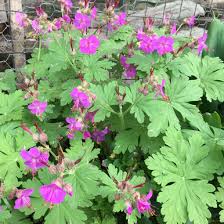 Image result for Geranium vagans