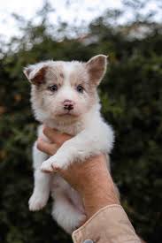 Border Collie Puppies for Adoption in Rush, CO