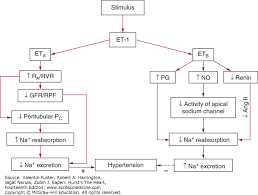 Pathophysiology Of Hypertension Hursts The Heart 14e