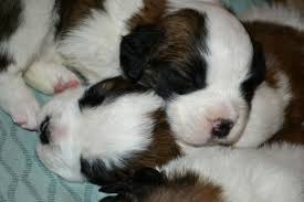 Lab mix puppies for sale in wisconsin. Saint Bernard Puppies 1 Week Born Picture Adorable Akc St Bernard Puppies For Sale In Soldiers Grove Wisconsin Cute Animals St Bernard Puppies Puppies