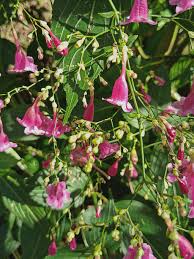 Image result for Strobilanthes hamiltoniana