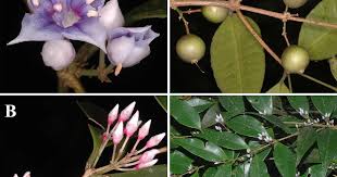 Image result for Memecylon sp. D