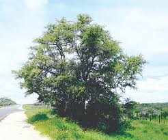 Image result for Combretum imberbe