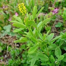 Image result for Melilotus indicus